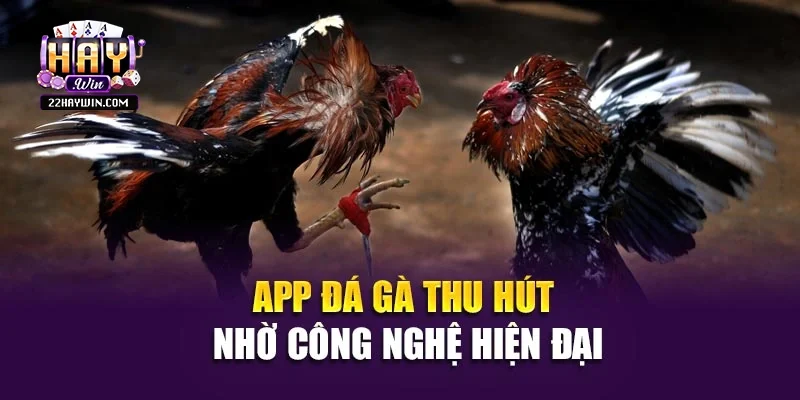 App đá gà thu hút nhờ công nghệ hiện đại