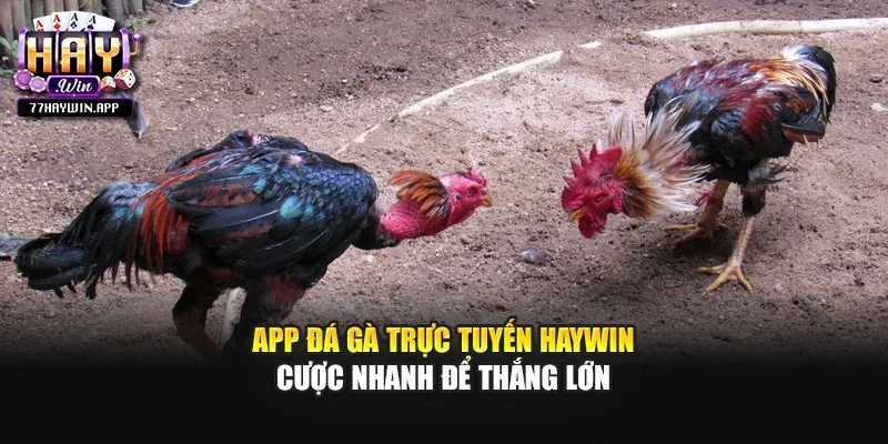 App Đá Gà Trực Tuyến Haywin - Cược Nhanh Để Thắng Lớn