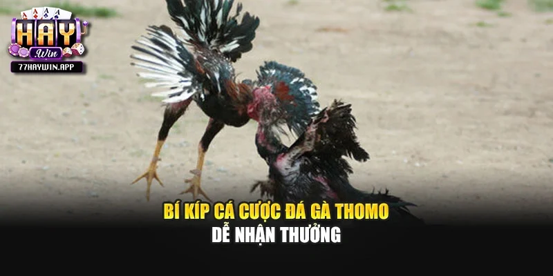 Bí kíp cá cược đá gà Thomo dễ nhận thưởng