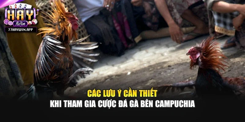Các lưu ý cần thiết khi tham gia cược đá gà bên Campuchia