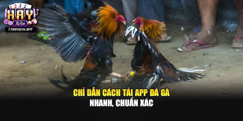 Chỉ dẫn cách tải app đá gà nhanh, chuẩn xác