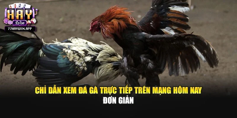 Chỉ dẫn xem đá gà trực tiếp trên mạng hôm nay đơn giản