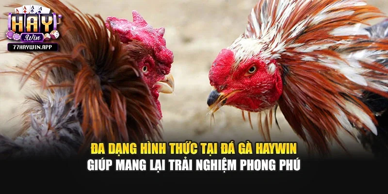 Đa dạng hình thức tại đá gà Haywin giúp mang lại trải nghiệm phong phú