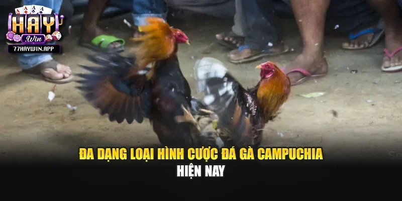 Đa dạng loại hình cược đá gà Campuchia hiện nay