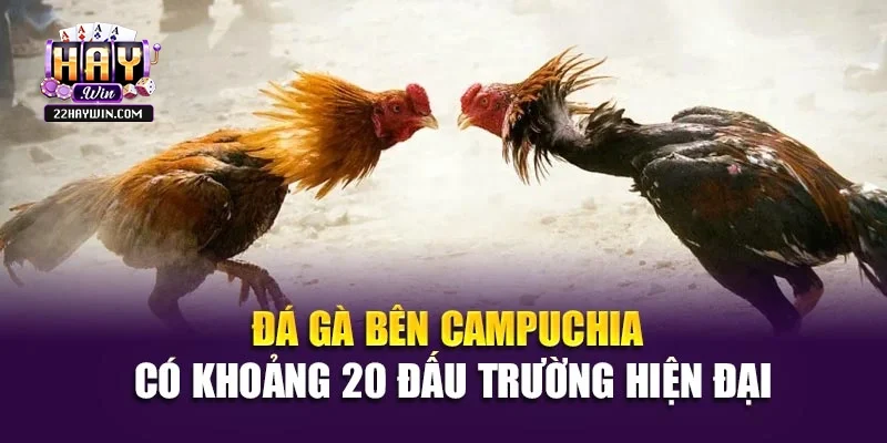 Đá gà bên Campuchia có khoảng 20 đấu trường hiện đại