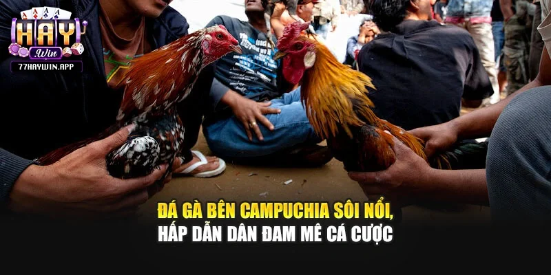 Đá Gà Bên Campuchia Sôi Nổi, Hấp Dẫn Dân Đam Mê Cá Cược