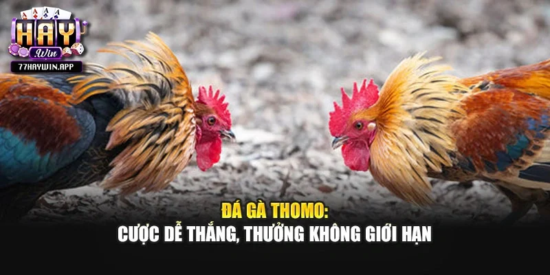 Đá Gà Thomo: Cược Dễ Thắng, Thưởng Không Giới Hạn