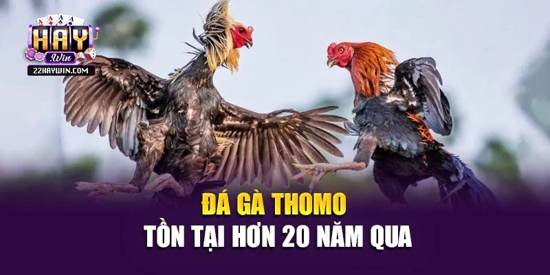 Đá gà Thomo tồn tại hơn 20 năm qua