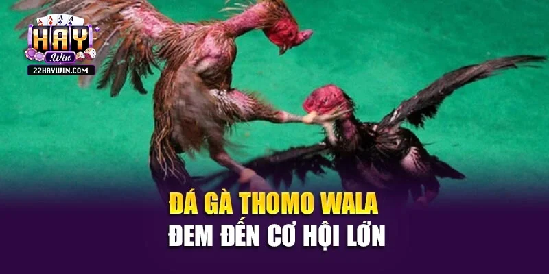 Đá gà Thomo Wala đem đến cơ hội lớn