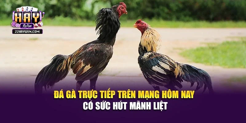 Đá gà trực tiếp trên mạng hôm nay có sức hút mãnh liệt