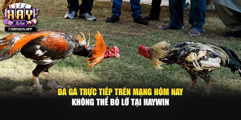 Đá Gà Trực Tiếp Trên Mạng Hôm Nay Không Thể Bỏ Lỡ Tại Haywin