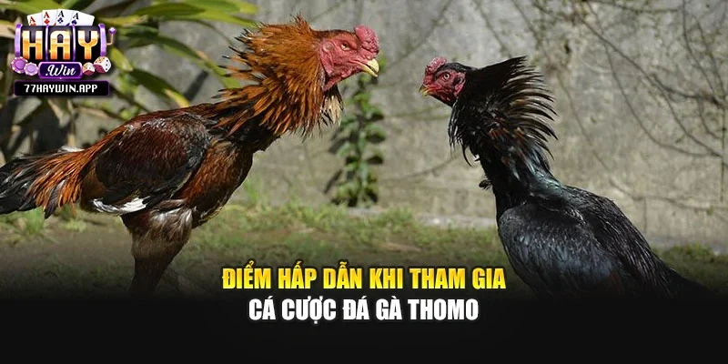 Điểm hấp dẫn khi tham gia cá cược đá gà Thomo