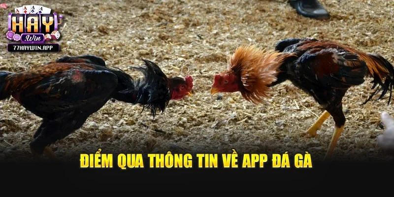 Điểm qua thông tin về app đá gà
