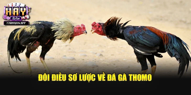 Đôi điều sơ lược về đá gà Thomo