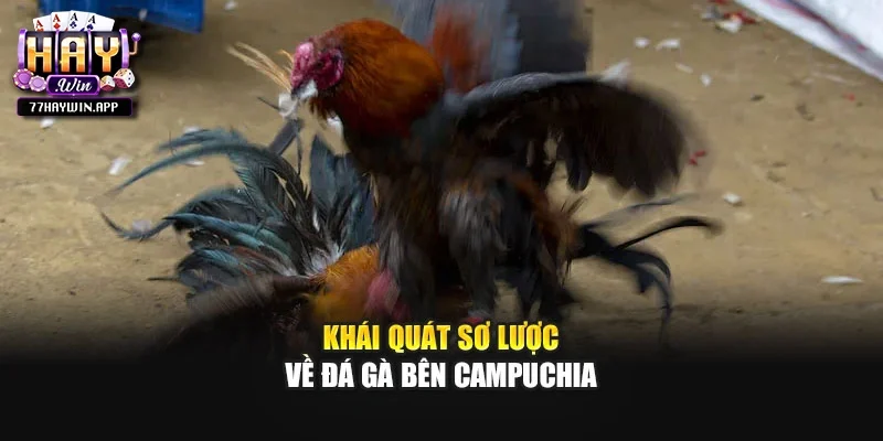 Khái quát sơ lược về đá gà bên Campuchia