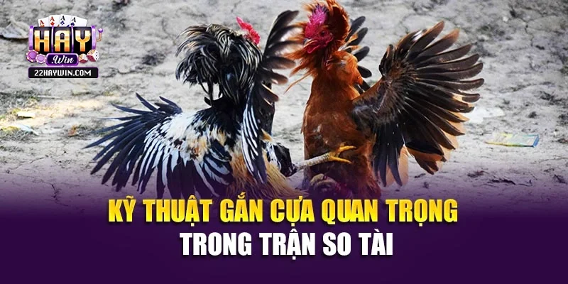 Kỹ thuật gắn cựa quan trọng trong trận so tài