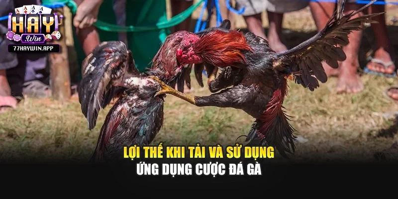 Lợi thế khi tải và sử dụng ứng dụng cược đá gà
