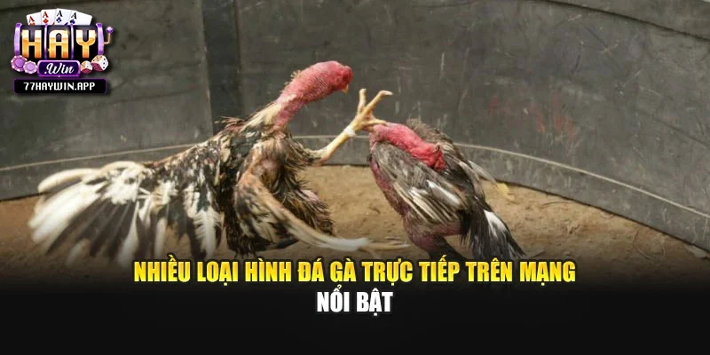 Nhiều loại hình đá gà trực tiếp trên mạng nổi bật
