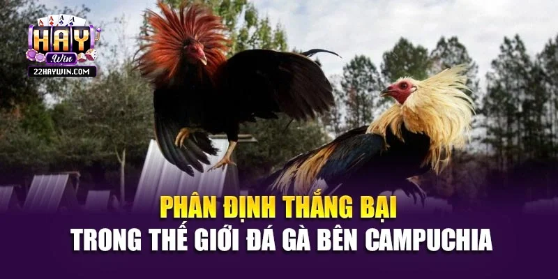 Phân định thắng bại trong thế giới đá gà bên Campuchia