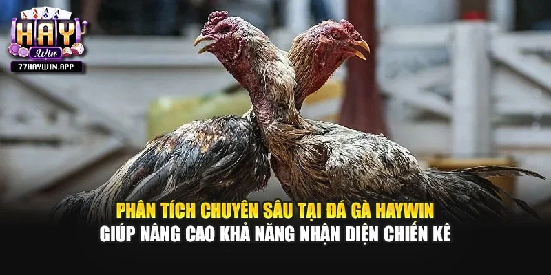 Phân tích chuyên sâu tại đá gà Haywin giúp nâng cao khả năng nhận diện chiến kê