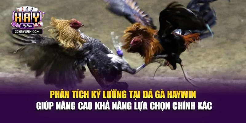 Phân tích kỹ lưỡng tại đá gà Haywin giúp nâng cao khả năng lựa chọn chính xác