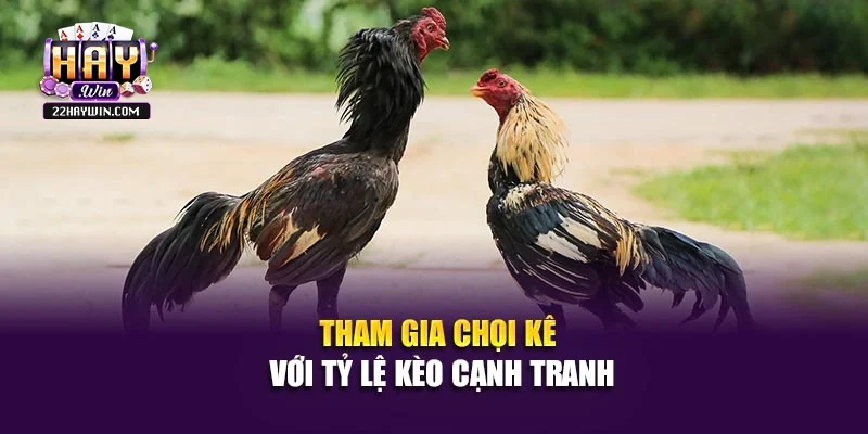 Tham gia chọi kê với tỷ lệ kèo cạnh tranh