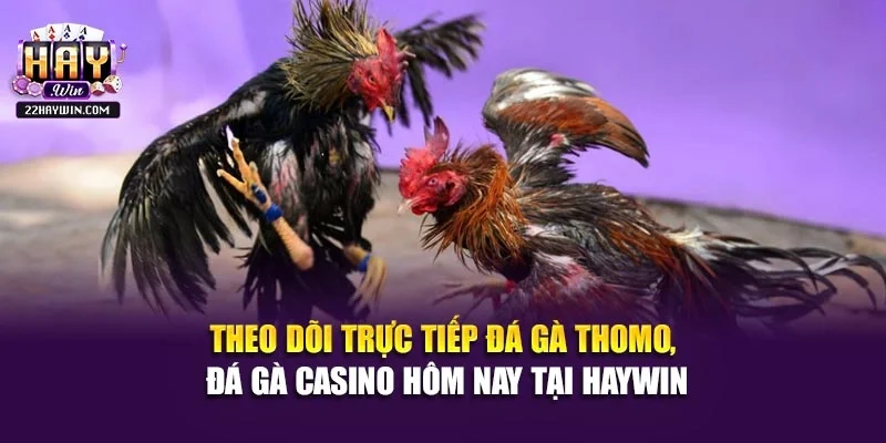 Theo dõi trực tiếp đá gà thomo, đá gà casino hôm nay tại Haywin