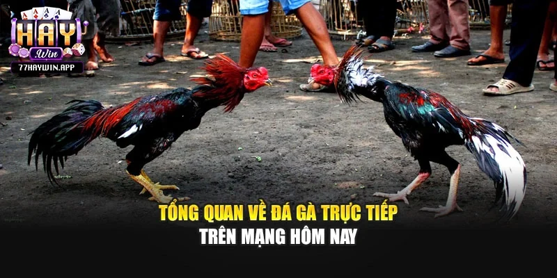 Tổng quan về đá gà trực tiếp trên mạng hôm nay