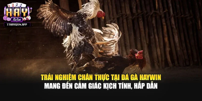 Trải nghiệm chân thực tại đá gà Haywin mang đến cảm giác kịch tính, hấp dẫn