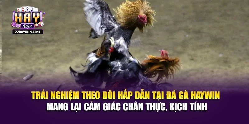 Trải nghiệm theo dõi hấp dẫn tại đá gà Haywin mang lại cảm giác chân thực, kịch tính
